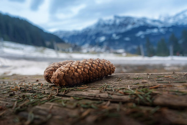冬の針葉樹松の実-スイス,ムルレン州 - 写真・画像