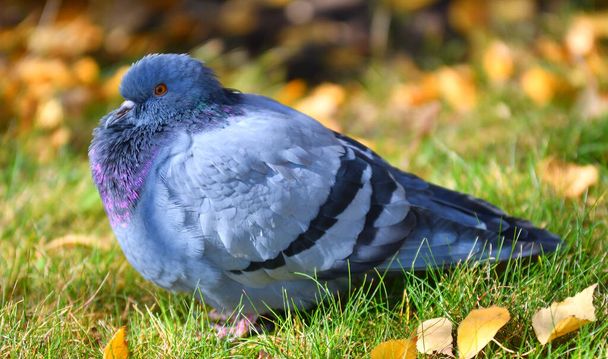 Turtledove nebo Stone Pigeon, obyčejný holub (latinsky. Columba livia) v podzimním městském parku  - Fotografie, Obrázek
