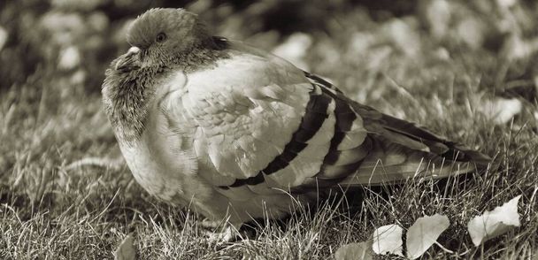 Turtledove або Stone Pigeon, звичайний голуб (лат. Columba livia) у осінньому міському парку.  - Фото, зображення