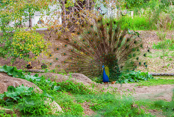 peacock in the eco park - Photo, image