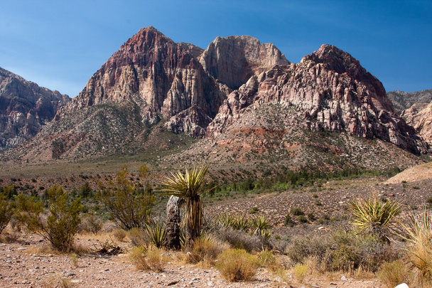 Red rock canyon Nevada bakan bir kaktüs. - Fotoğraf, Görsel