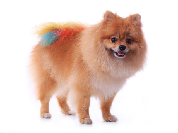 Brown pomeranian dog grooming colorful tail isolated - Photo, Image