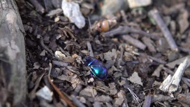 Powolny ruch żuka gnojowego na kupie w Japonii. Niebieskie japońskie chrząszcze skarabeuszowe są inwazyjne i powodują zniszczenie rodzimych roślin. Popillia japonica czołga się przez świeży gorący nawóz jelenia - Materiał filmowy, wideo