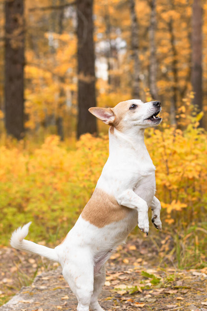 Jack Russell, a small playful dog in nature in autumn. - Foto, Bild