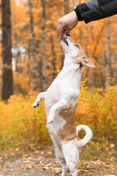 Jack Russell, mały zabawny pies w naturze jesienią. - Zdjęcie, obraz