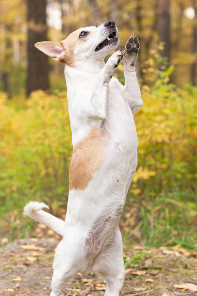 Jack Russell, a small playful dog in nature in autumn. - Φωτογραφία, εικόνα