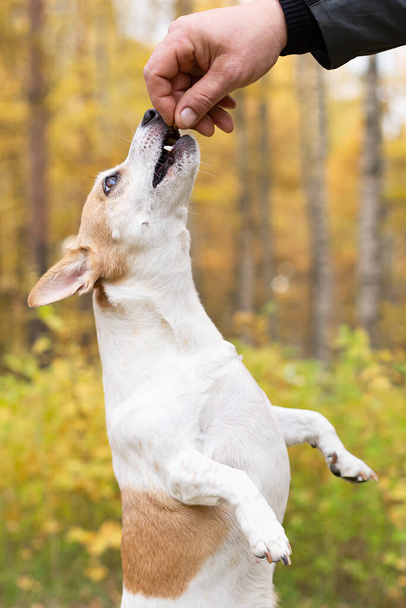 Jack Russell, a little playful dog in nature in autumn. Close-up. - Fotografie, Obrázek