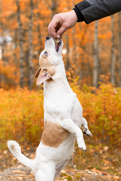 Jack Russell, a small playful dog in nature in autumn. - Fotografie, Obrázek