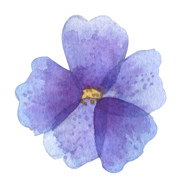 Illustrazione ad acquerello di fiori selvatici isolati. Illustrazione botanica - Foto, immagini