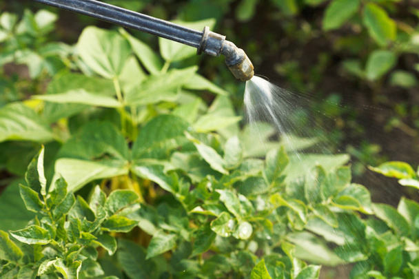 przetwarzania pestycydów na magiczny ogród - Zdjęcie, obraz