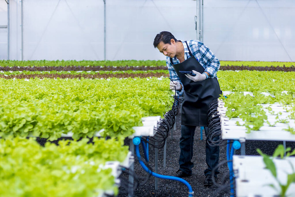 Aasian paikallinen maanviljelijä tarkastaa veden pH-tason vihreän tammen salaatin kasvihuoneessa käyttäen vesiviljelyjärjestelmää orgaanisessa lähestymistavassa perheyrityksessä - Valokuva, kuva