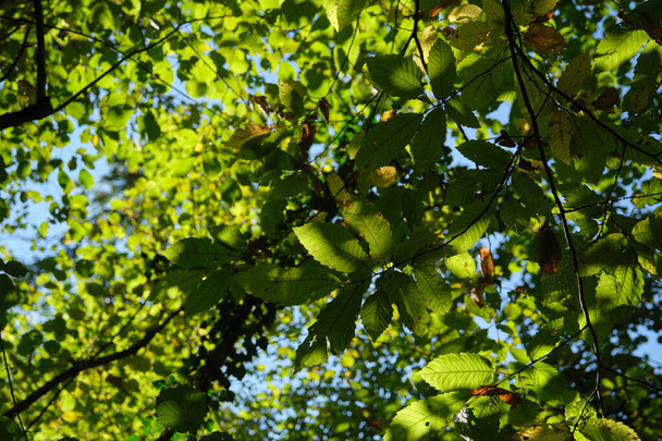 groene bladeren op een zonnige dag - ecologie en duurzaamheidsconcept - Foto, afbeelding
