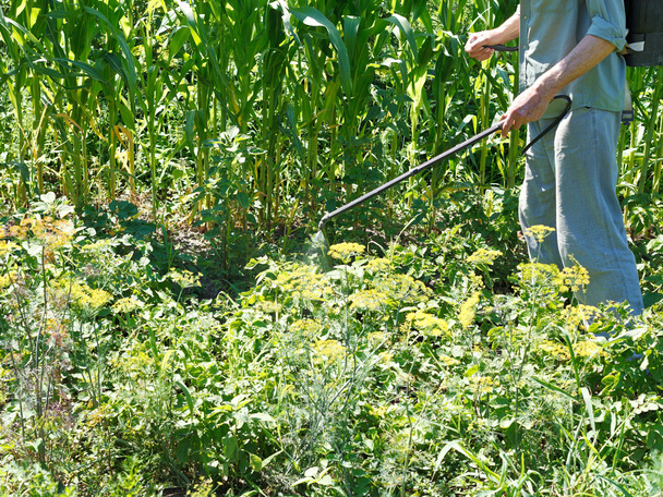 άνθρωπος ψεκασμούς φυτοφαρμάκων στη φυτεία πατάτας - Φωτογραφία, εικόνα
