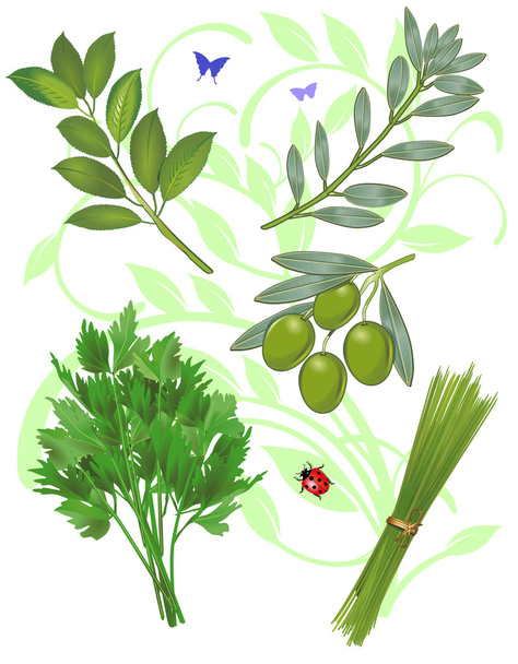 πράσινο βότανα - Διάνυσμα, εικόνα