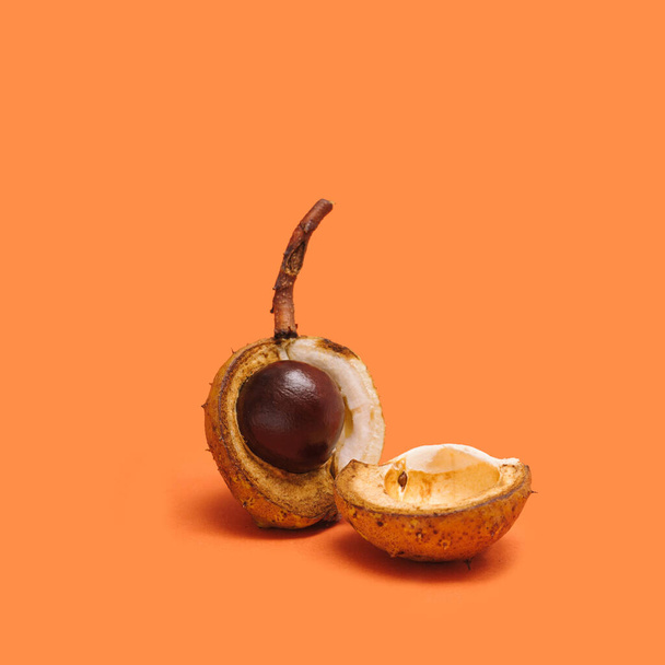 Chestnut fall arrangement. Opened  shell with chestnut in one part of it. Minimal terracotta background. - Photo, Image