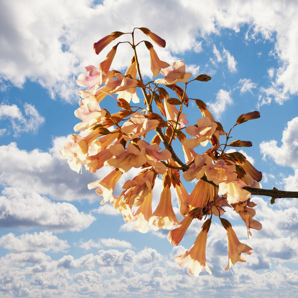 Kevätkukkia. Paulownia tomentosa puun kukat taivasta vasten - Valokuva, kuva