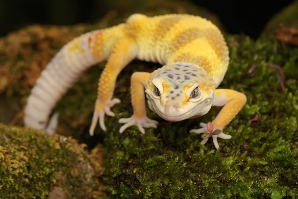 Ein Leopardengecko (Eublepharis macularius) posiert in unverwechselbarem Stil. - Foto, Bild