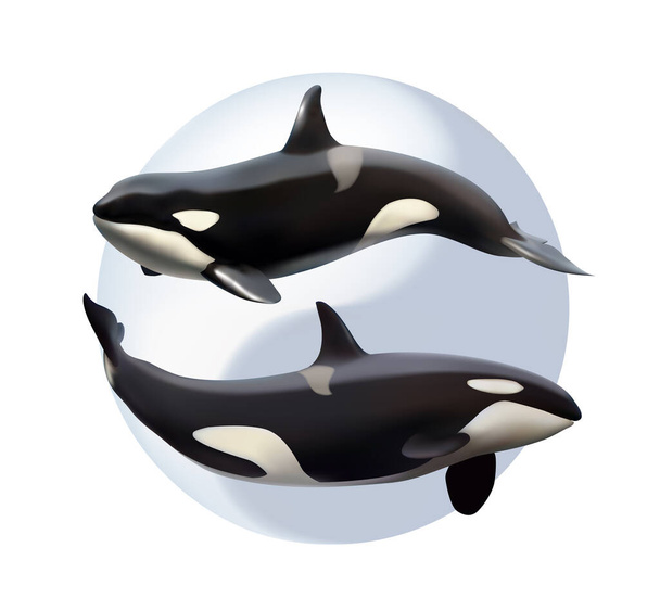 Dos orcas en el fondo del símbolo del yin y el yang. Ilustración vectorial - Vector, imagen