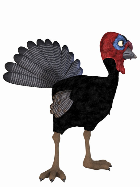 Toon Turkey - Foto, Imagen