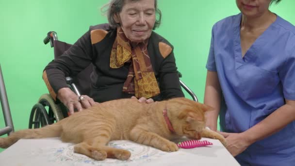 Pets Therapy Helps Dementia Elderly on Chroma Key Background. - Footage, Video