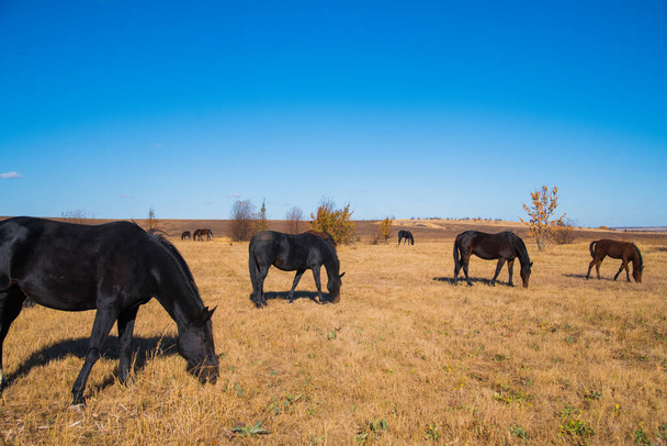A few horses graze on the plain under a clear sky - Фото, изображение