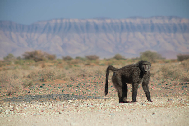 Wild african life. A Large Male Baboon standing in African bushe - Photo, Image