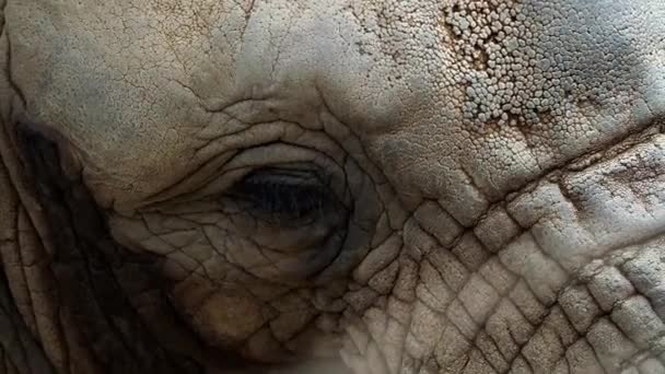 Elephant eye. A unique look into the eye the African elephant. A close up of a elephants eye, eyelashes, wrinkles and face. - Footage, Video