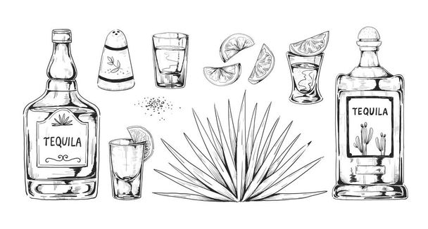 Hand drawn tequila. Agave alcohol drink with bottle. Shot glass and salt shaker. Lemon and succulent plant. Retro Mexican beverage sketch for bar menu. Vector engraving elements set - Vector, Image