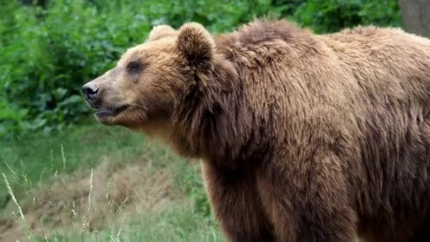 Urso-pardo (Ursus arctos beringianus). Kamchatka urso marrom na grama. - Filmagem, Vídeo