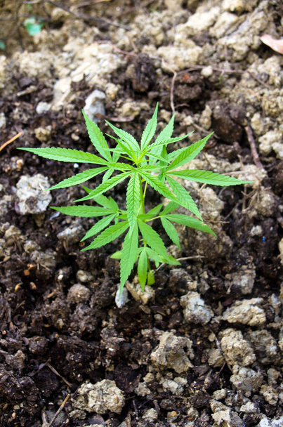 Small plant of cannabis seedlings at the stage of vegetation planted in the ground in the sun, exceptions of cultivation an indoor marijuana for medical purposes. Marijuana leaves on dark background. - Photo, Image