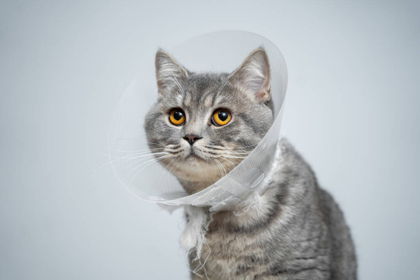 Scottish prosto szary kot w weterynaryjny plastikowy stożek na głowie po operacji pozowanie w klinice zwierzęcej. Opieka zdrowotna zwierząt. Pet w lejku pozowanie na stole egzaminacyjnym w szpitalu weterynaryjnym. - Zdjęcie, obraz