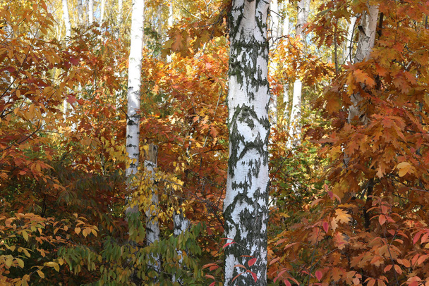 bela cena com vidoeiros em floresta de vidoeiro de outono amarelo em outubro entre outros vidoeiros em bosque de vidoeiro - Foto, Imagem