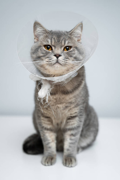 Stüdyoda poz veren İngiliz kedisine takılan hayvan için plastik koruyucu tasma. Hayvanların ağır iyileşen yaraları iyileştirmesini önlemek için tasma yöntemi. Veteriner tasmalı İskoç kedisi portresi.. - Fotoğraf, Görsel