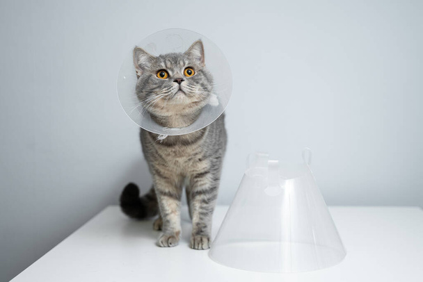 Gray Scottish Straight cat with yellow eyes in medical collar poses in studio on gray background. Elizabethan collar. Domestic cat in protective collar after surgery on examination table in clinic. - Photo, Image