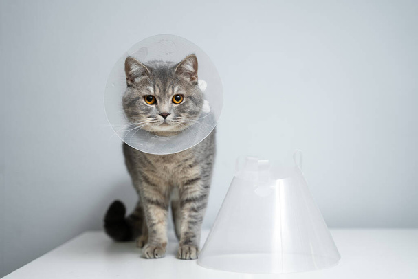 Gray Scottish Straight cat with yellow eyes in medical collar poses in studio on gray background. Elizabethan collar. Domestic cat in protective collar after surgery on examination table in clinic. - Photo, Image