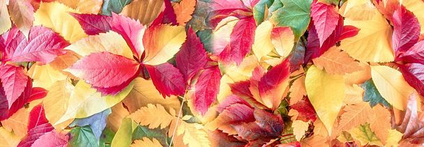 Cadute foglie autunnali nella foresta, belle foglie autunnali colorate a terra - Foto, immagini