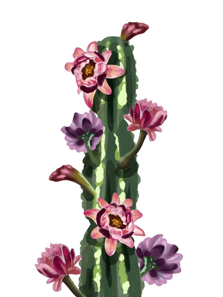 Akvarel kaktus v květinách. Izolováno na bílém pozadí - Fotografie, Obrázek