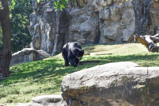 Washington DC, США - 15 жовтня 2021: Андійський ведмідь (Spectacled Bear) у Національному зоопарку Смітсонівського інституту - Фото, зображення