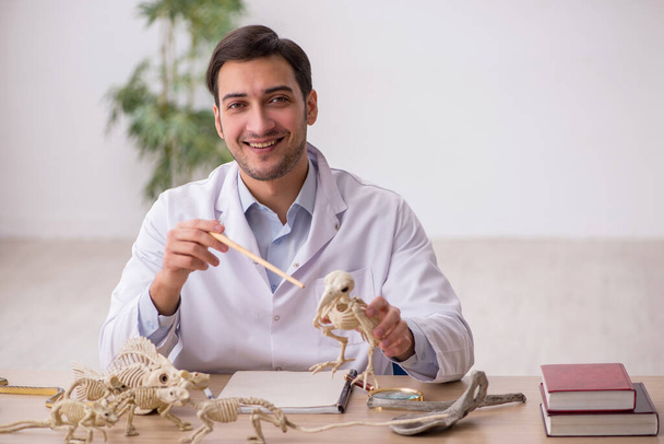 Giovane paleontologo maschio che esamina animali antichi in laboratorio - Foto, immagini