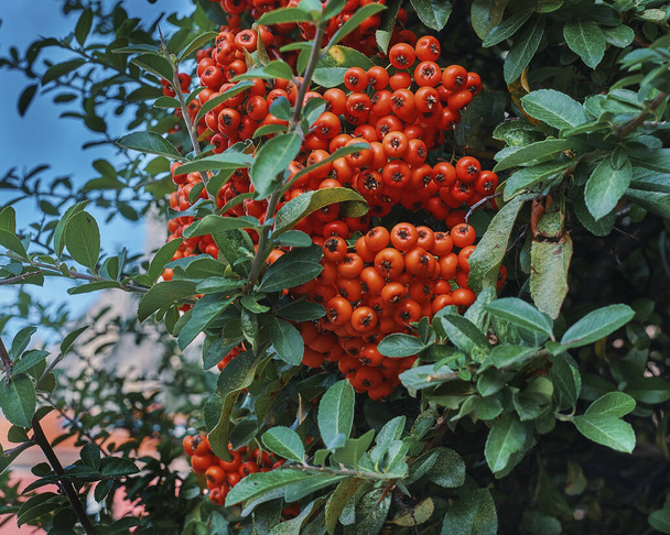 Растения крупным планом сняты осенью. Ruscus aculeatus Pfelitopo - Фото, изображение