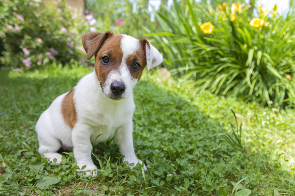 Щасливий Джек Рассел, цуценя собачого собаку, що дивиться в траву - Фото, зображення