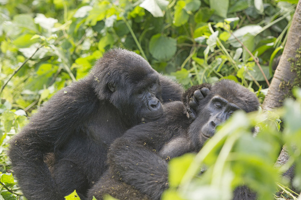 Mountain Gorilla Grooming another Gorilla - Photo, Image