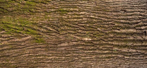 Embossed texture of the bark of oak. Panoramic photo of the oak texture with moss. - Фото, зображення