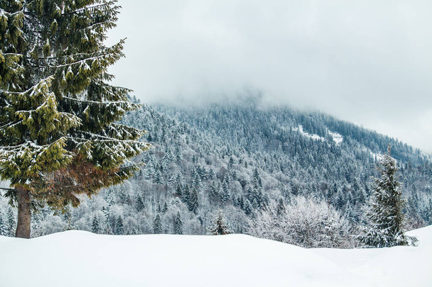 Forêt de conifères de neige dans le brouillard. FOG en saison hivernale. Belle et froide journée. Forêt de neige. - Photo, image