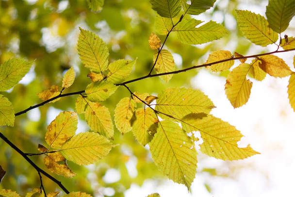 Yellow and green autumn hornbeam leaves. Nature background - Foto, afbeelding