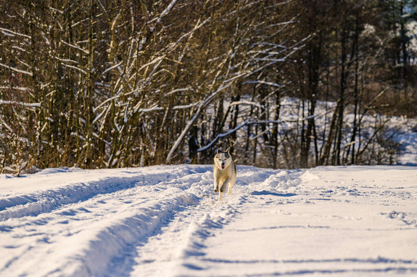 Pes chodí v zimě, pes běží ve sněhu, šťastný mazlíček. - Fotografie, Obrázek