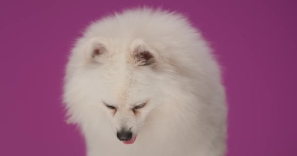 zoete pomeranian hond op zoek naar kant, steken uit tong dan het gevoel verveeld op paarse achtergrond - Video