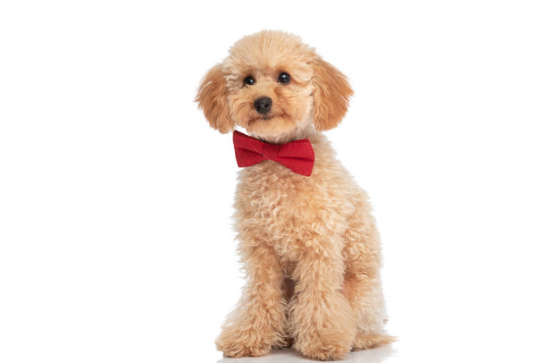 ülő kis caniche kutya visel piros csokornyakkendő és mosolygós a kamera ellen fehér háttér - Fotó, kép