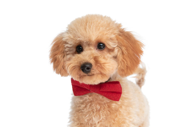 kis caniche kutya csinál egy aranyos arc és visel piros csokornyakkendő fehér stúdió háttér - Fotó, kép