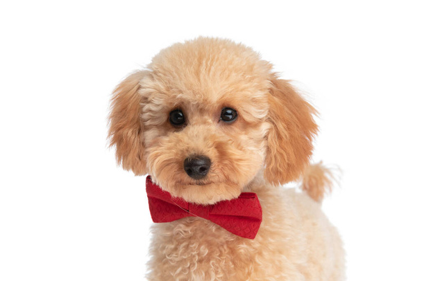 portrait of a cute caniche dog feeling happy and wearing a red bowtie against white background - Photo, Image